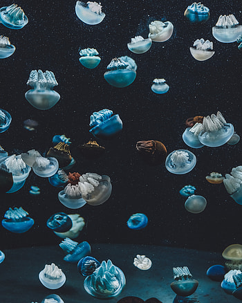 Animals, Jellyfish, Underwater World, Aquarium HD phone wallpaper