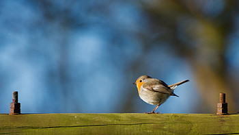 Chick, Robin (Bird) HD wallpaper