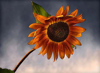 Sunflower, sky, nature, flowers, sunflowers HD wallpaper