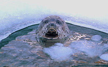 Animals, Sea, Ice, Mustache, Moustache, Seal, Hole, Marine, Ice Hole HD wallpaper