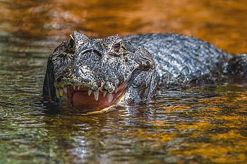 Alligator, Animal close-up, Reptile skin, Aquatic creature HD wallpaper