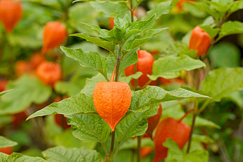 Physalis, Container gardening, Outdoor cultivation, Essential care HD wallpaper