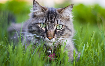 Animals, Grass, Cat, Fluffy, Muzzle, Collar HD wallpaper