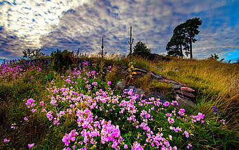 Meadow flowers, delight, floral, nice, fragrance, wildflowers, greenery, slope, meadow, beautiful, grass, mountain, summer, pink, pretty, field, clouds, nature, sky, scent, flowers, lovely HD wallpaper
