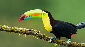 Exotic birds, Toucan on a branch, Vibrant plumage, Avian graphy HD wallpaper