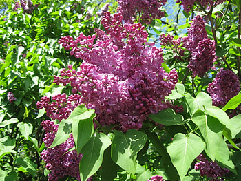 Plants, Flowers, Lilac HD wallpaper