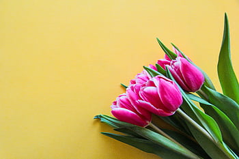 A bouquet of vivid pink tulips placed on a bright yellow backdrop, symbolizing spring. HD wallpaper