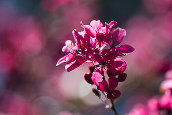 Flowers, Cherry, Flower, Bloom, Flowering, Spring HD wallpaper