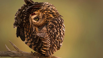 National Geographic , Funny owl , Hilarious animal moments, Entertaining visuals HD wallpaper