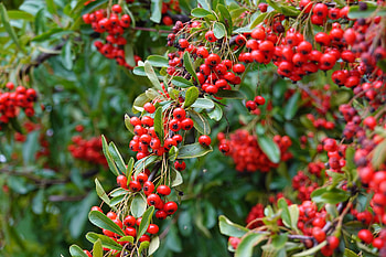 Nature, Berries, Plant, Branch, Rowan HD wallpaper