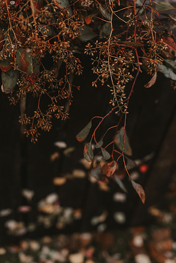 Leaves, Plant, Macro, Branches, Bunches, Clusters HD phone wallpaper
