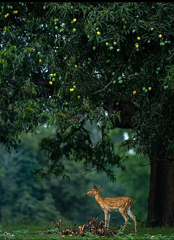Beauty, deer, nature HD phone wallpaper