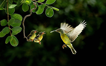 Brown-throated Sunbird, Hummingbirds HD wallpaper
