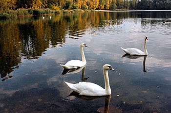 Animals, Birds, Trees, Swans, Lake, Pond HD wallpaper