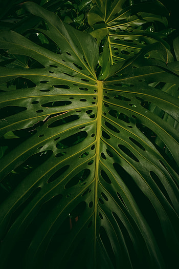 Nature, Leaves, Plant, Monstera HD phone wallpaper