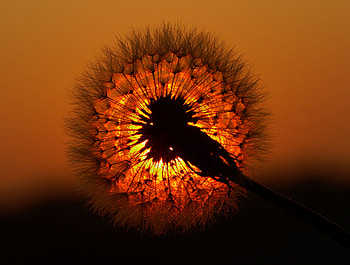 Dandelion Head, nature, sunset, dandelion, flower HD wallpaper