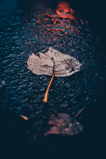 Macro, Close-Up, Surface, Sheet, Leaf, Moisture HD phone wallpaper