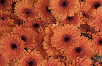Flowers, Gerberas, Close-Up HD wallpaper