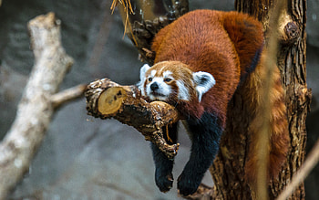 Red Panda, animal, bear, panda HD wallpaper