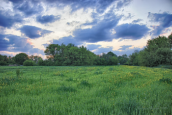 Emerald Meadow at Dusk — Nature Landscape, nature, landscape HD wallpaper
