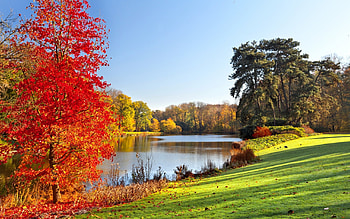 Red Tree Beside River, river, lawn, leaves, trees, autumn, beautiful, morning view, green grass HD wallpaper