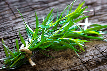 Tarragon herb, Beifu plant overview, Characteristics of the plant, Obi HD wallpaper