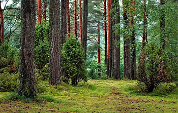 Nordic Summer, pine, graphy, green, trees, nature, grass, forest, norway, path HD wallpaper