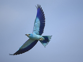 Animals, Sky, Bird, Flight, Wings HD wallpaper