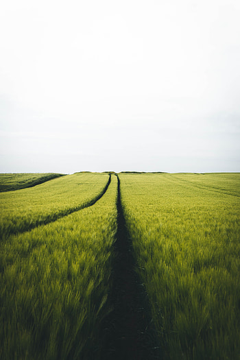 Landscape, Nature, Horizon, Field, Traces, Rye HD phone wallpaper