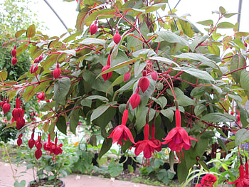 Flowers garden in greenhouse 29, Fuchsia, graphy, green, Red, Flowers HD wallpaper