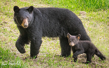 Momma Bear and Cub, bears, cub, animals, mother, baby HD wallpaper