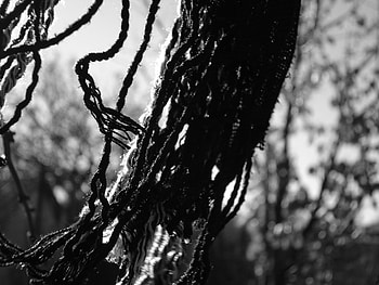 scarf, wind, black and white, autumn, leaf, sky, tree HD wallpaper