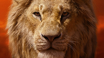 Lion King Simba HD wallpaper