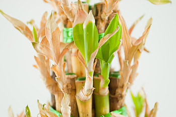 Lucky bamboo, Exceptional plant, Beautiful garden, My beautiful sanctuary HD wallpaper