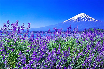 Oishi Park - Japan, sky, mount fuji, japan, park HD wallpaper