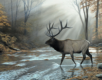 Forest Walk, trees, water, forest, deer HD wallpaper