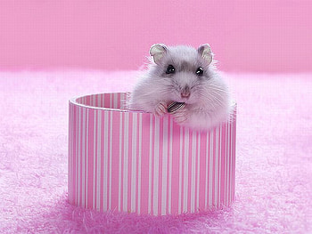 Herr_Hildezart, cool, cute, herr-hildezart HD wallpaper