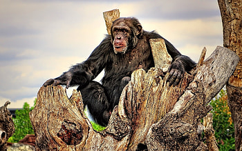 Chimpanzee in nature, Animal HD wallpaper