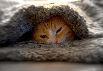 Orange, cat, feline, hide, muzzle HD wallpaper