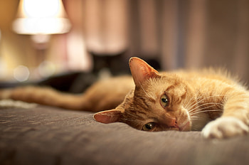 Animals, Cat, To Lie Down, Lie, Playful HD wallpaper