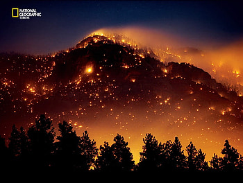 Forest Fire, destruction, ablaze, abstract, graphy, trees, fire, forest, silhouette HD wallpaper
