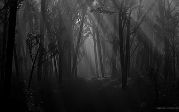 Scary Forest At Night & HD wallpaper