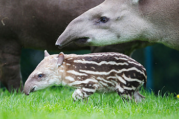 Tapir, Brazilian Tapir, Dublin Zoo, Zoo visit ideas HD wallpaper