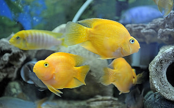 Animals, Fishes, Underwater World, To Swim, Swim HD wallpaper
