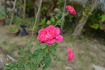 small roses..., deadcreed12, kum33r, graverobber, solidgiant, purplehaze74, norbevort, pekagibson, dencedex23, imransajan6, santos23, ozzy5555, dreamer-girl, jercko, sensssor, perscons, lu, jwoof, adel, mello, feliperovere, sotos, truckdriver, kull, gwgreen1, mj90, delorean, myst3rio HD wallpaper