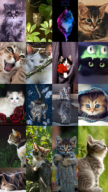 Cat collage, cats, cute HD phone wallpaper