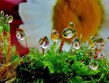 Reflection in Droplets, pretty, daisy, yellow, green, ferns, droplets HD wallpaper