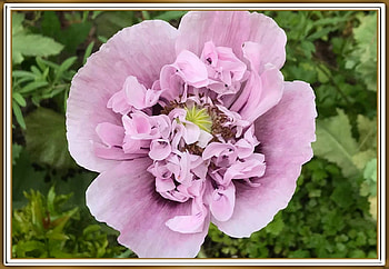 PRETTY POPPY, FLOWER, PRETTY, NATURE HD wallpaper