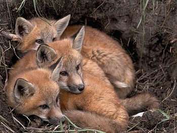 Animals, Fox, Young, Lie, To Lie Down, Cubs, Three, Bask, Fox Cubs, Lisita HD wallpaper