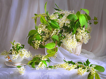 * Still life *, life, flower, nature, flowers, spring, still HD wallpaper